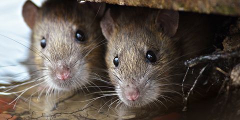Mammal, Mouse, Rat, Vertebrate, Muridae, Rodent, Whiskers, Muroidea, Pest, Snout, 