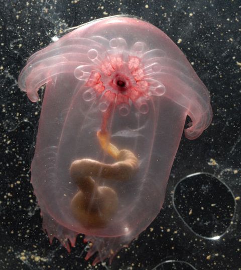 35 Weird Sea Animals Strange Sea Animals Creatures In Photos