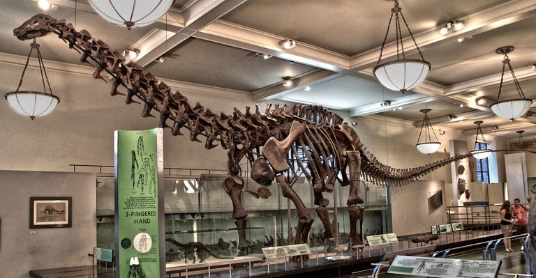 Museum Of Natural History Titanosaur Museum Of Natural History Titanosaur
