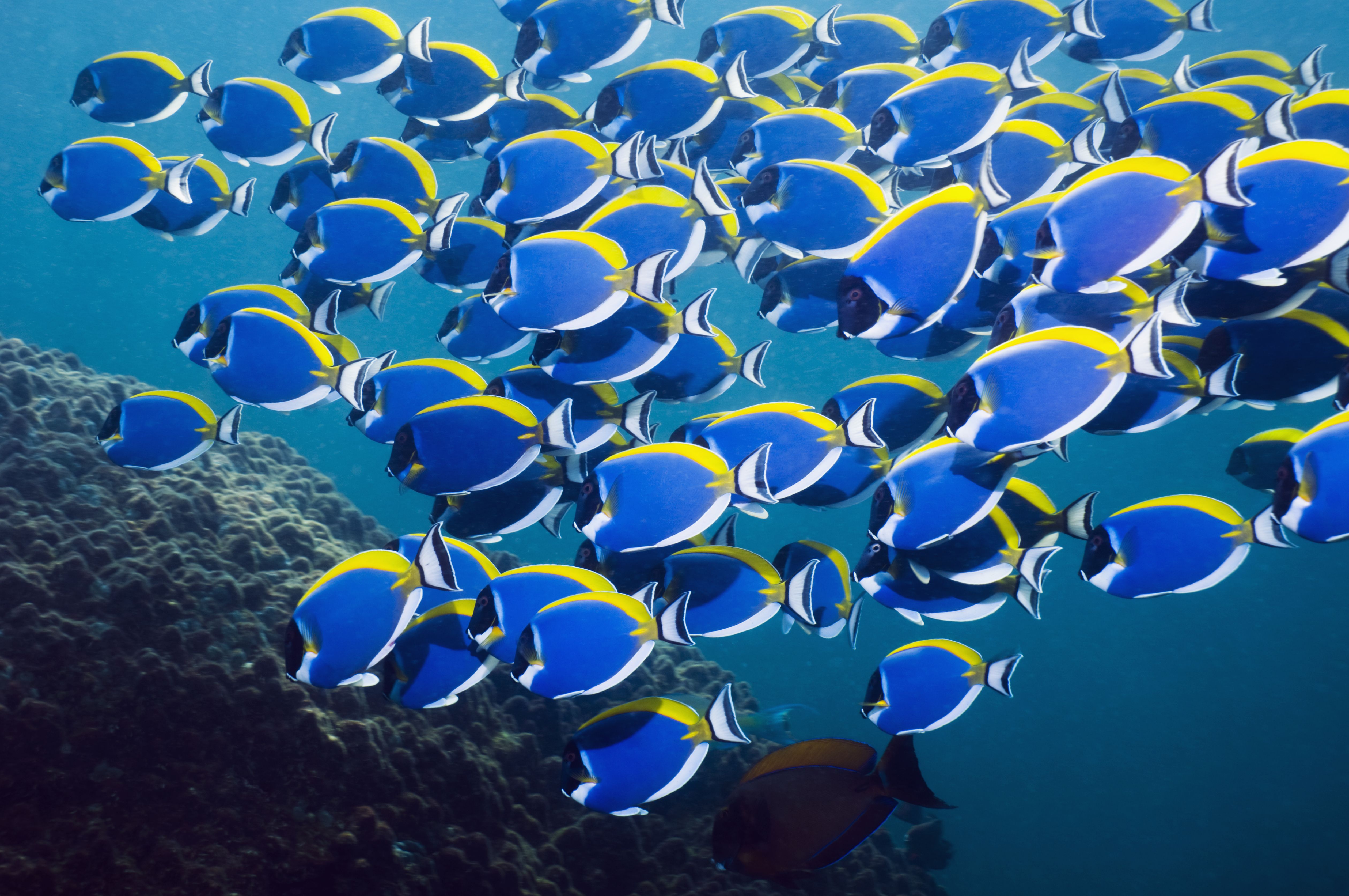 Many fish. Many Fish или Fishes. Many Blue Fish. How many Fish. A lot of Fish.