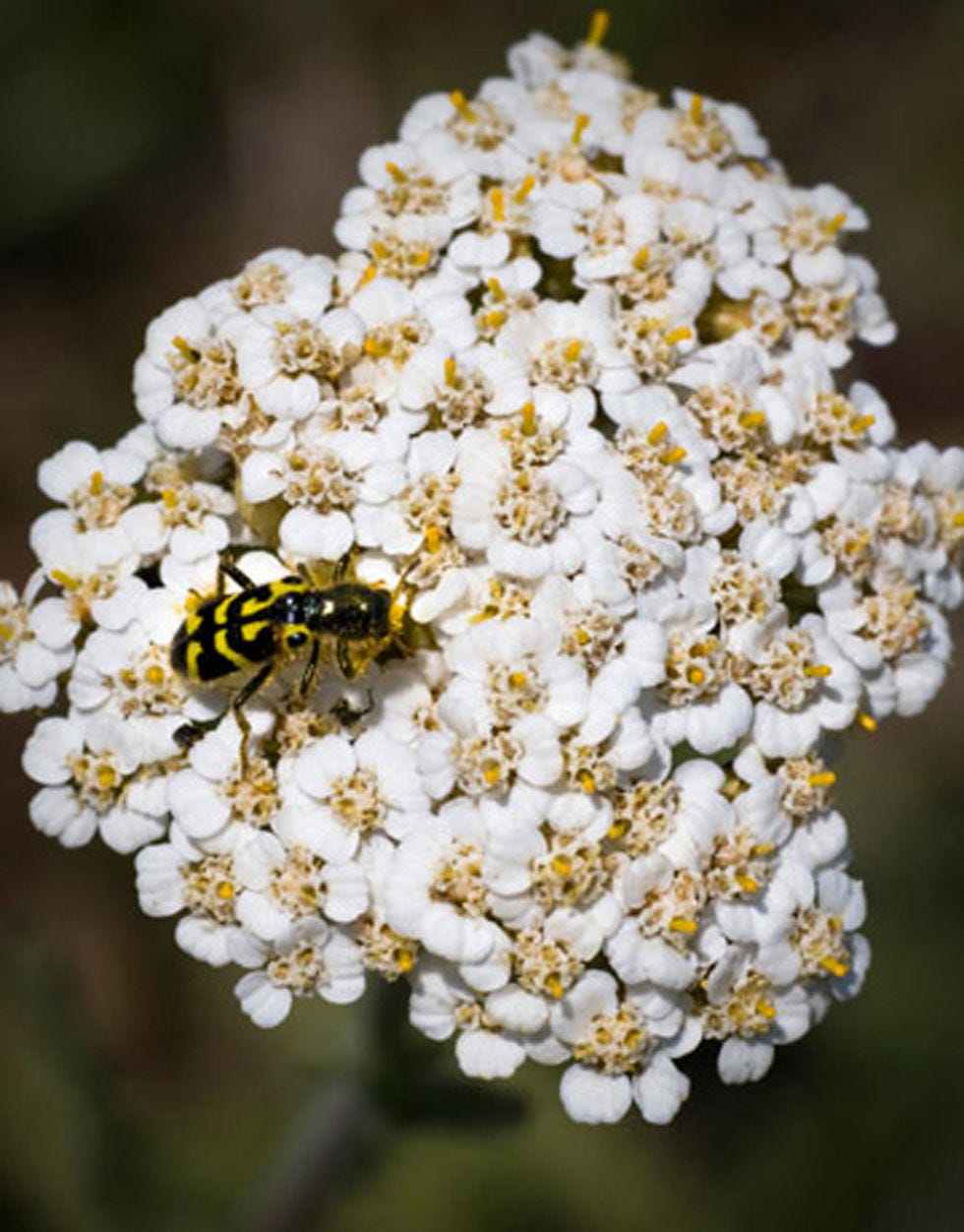 Plant, Organism, Invertebrate, Flower, Insect, White, Petal, Pest, Pollinator, Arthropod, 