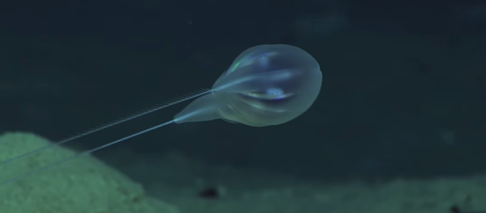 Watch the Amazing New Sea Creatures a Robot Sub Found Near Puerto Rico