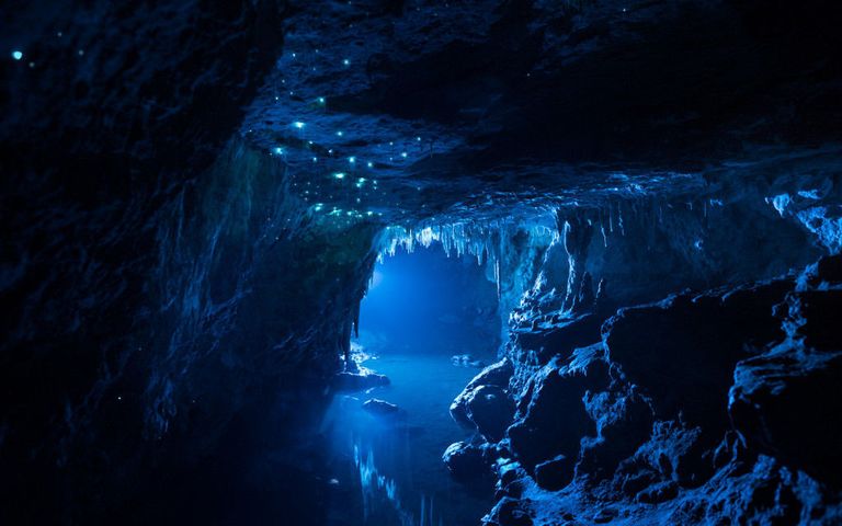 Glowing Grubs Light Up Underwater Caves in New Zealand