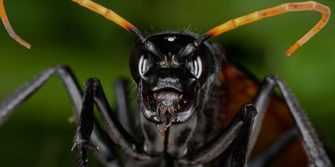 Invertebrate, Organism, Arthropod, Pest, Insect, Macro photography, Botany, Black, Terrestrial animal, Photography, 