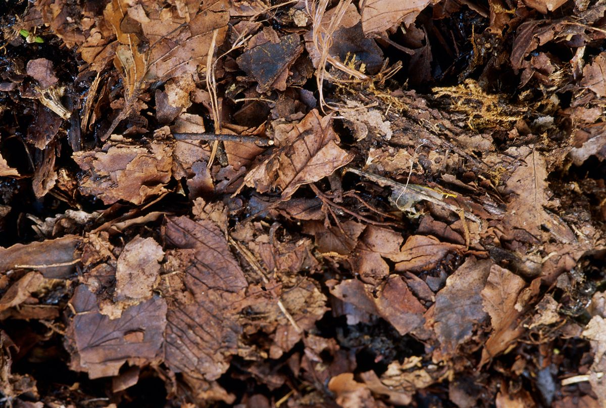 Why You Should Mulch Your Leaves And Leave Em On Your Lawn This Fall