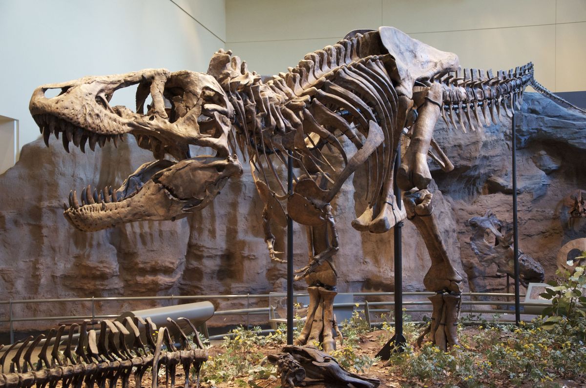 Skeleton, Dinosaur, Extinction, Tyrannosaurus, Fossil, Terrestrial animal, Museum, Wildlife, Velociraptor, Tourist attraction, 