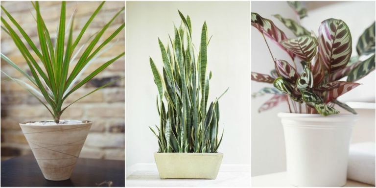 10 Robust Houseplants That Can Survive in Even the Darkest 