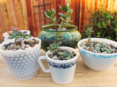 Flowerpot, Houseplant, Flower, Plant, Echeveria, Cactus, Succulent plant, Ceramic, 