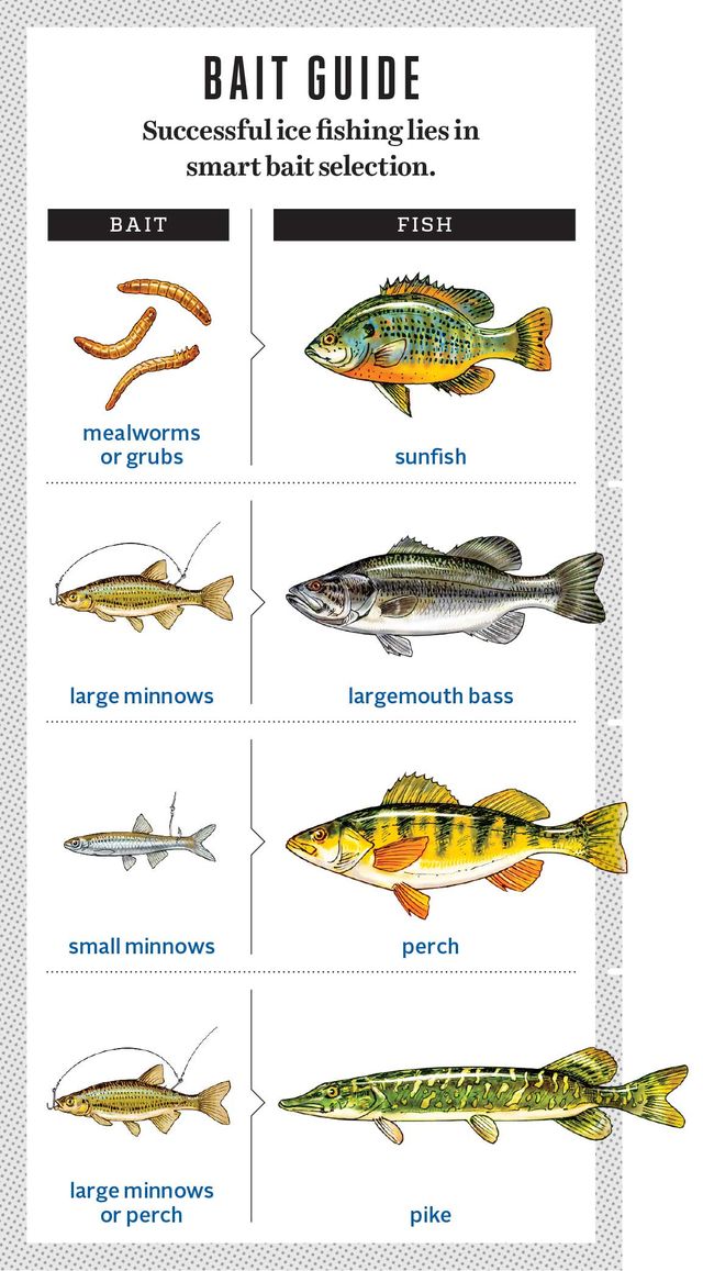 Organism, Fish, 