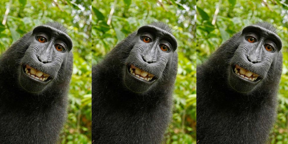 Judge Denies Monkey the Copyright on Its Famous Selfie