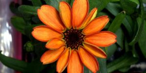 Petal, Flower, Leaf, Orange, Botany, Close-up, Daisy family, Annual plant, Herbaceous plant, Plant stem, 