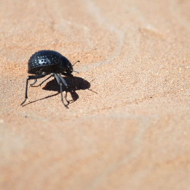 namib-desert-beetle-shell.jpg