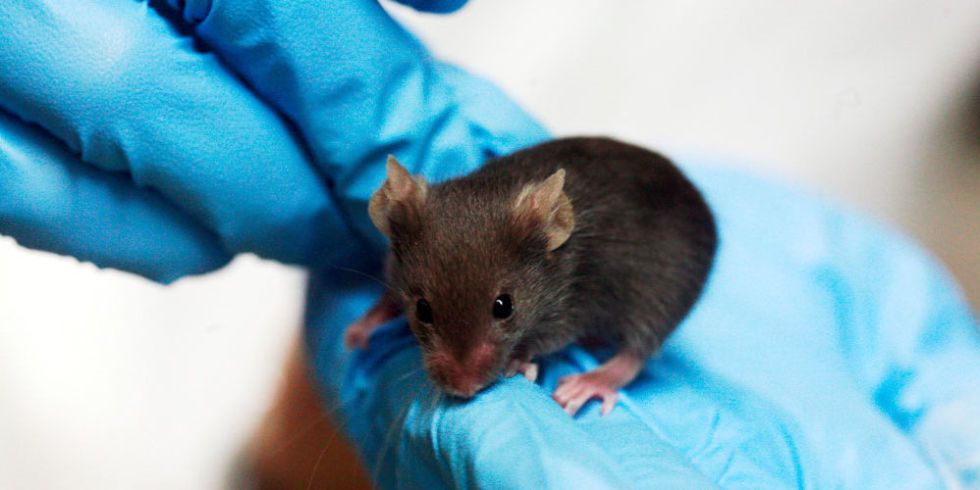 Of Mice And Men: Translating Mouse Age To Human Age - Gowing Life