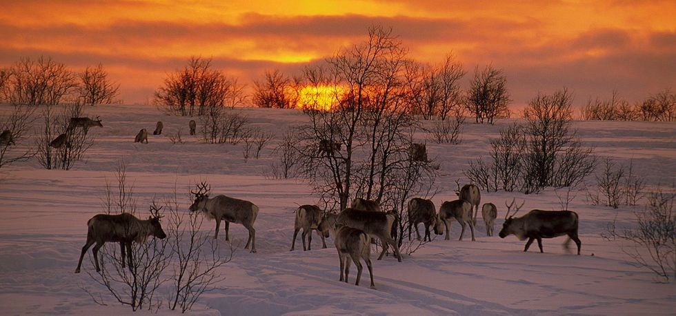 Reindeer At Sunset, Lapland, In Norway In 1999-Winter pasture in the highlands in Kautokeino. 750,000 reindeer graze on pastures in Lapland. 160,000 are registered in the region of Finnmark which 100 000 for the only town of Kautokeino