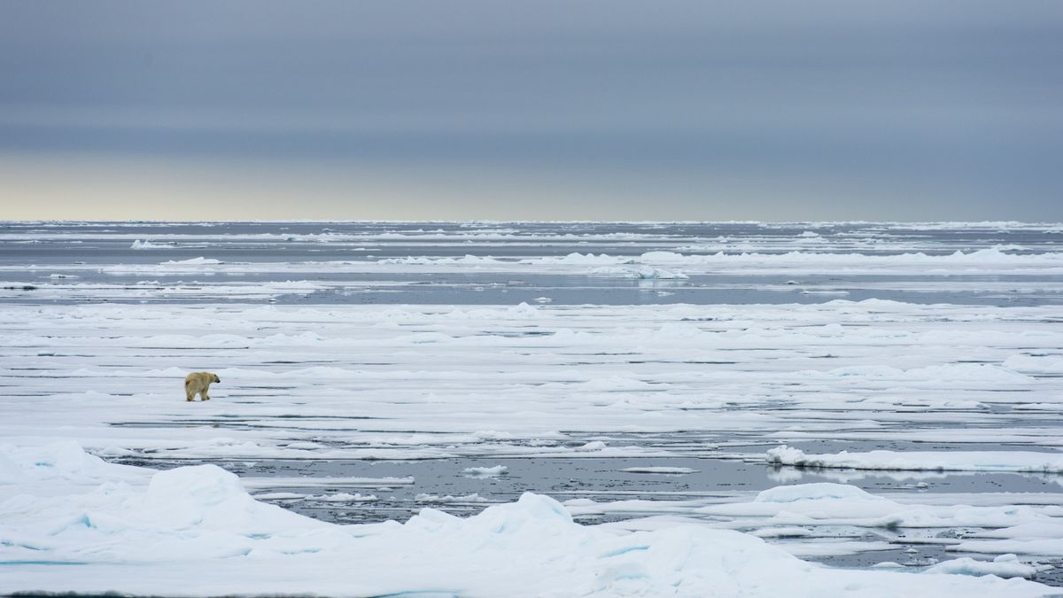 Marooned Among the Polar Bears