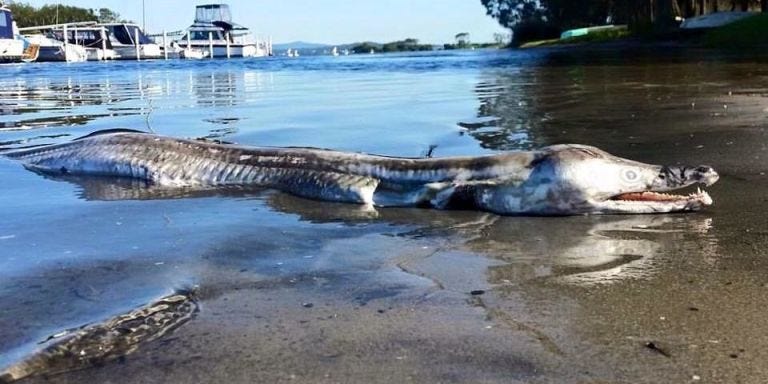 mahkluk aneh terdampar di pantai