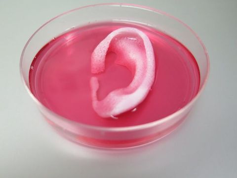 Completed ear structure printed with the Integrated Tissue-Organ Printing System.
