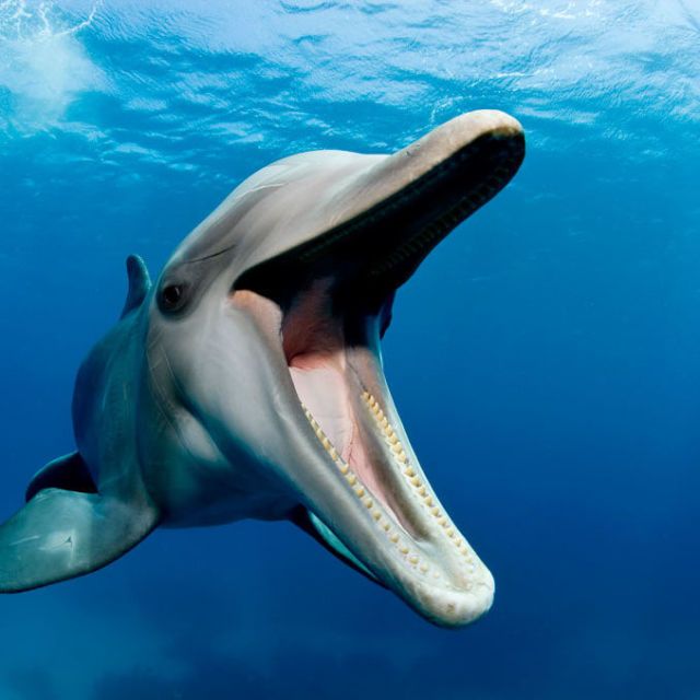 Rυssian Defense Ministry Looking for 5 Dolphins With Perfect Teeth