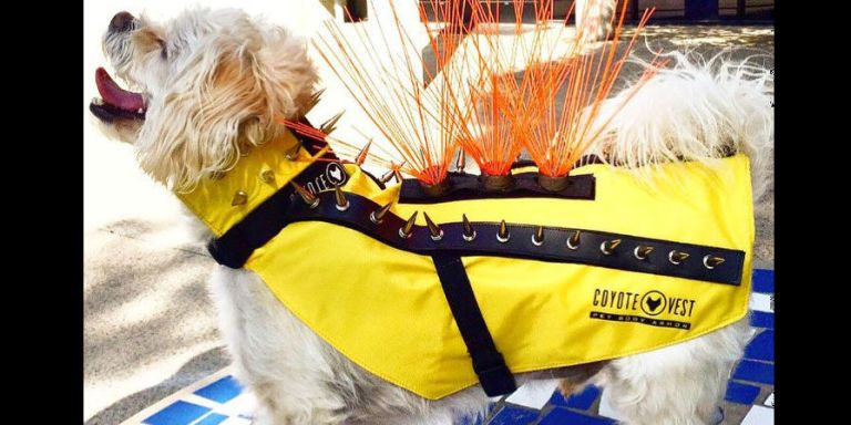 coyote vest for dogs with spikes