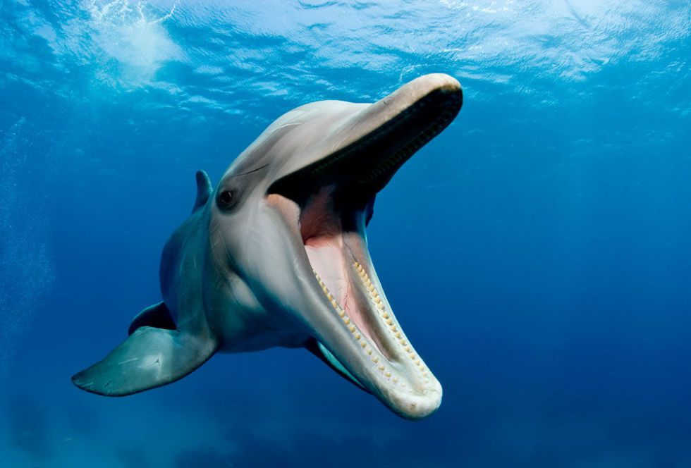 dolphin teeth