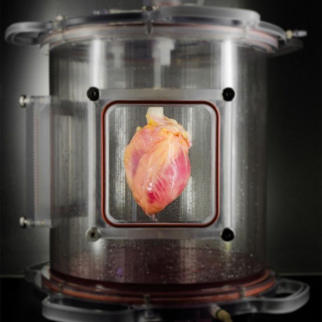 heart-grown-lab.jpg