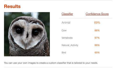 Nature, Owl, Brown, Organism, Bird, Text, Photograph, Colorfulness, Iris, Adaptation, 