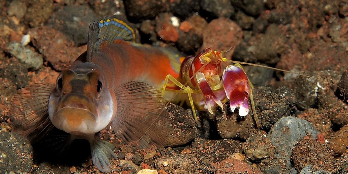 We're Quieting the Ocean by Making Shrimp Act Drunk