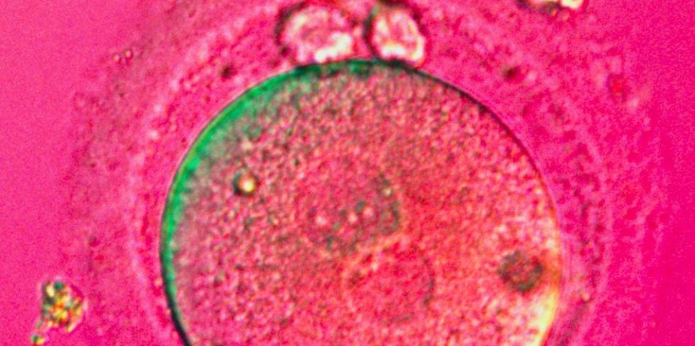 Close up embryo