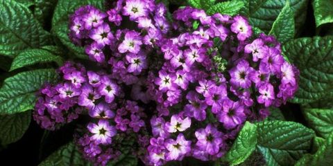 Flower, Petal, Purple, Violet, Flowering plant, Magenta, Petunia, Annual plant, Perennial plant, Primula, 