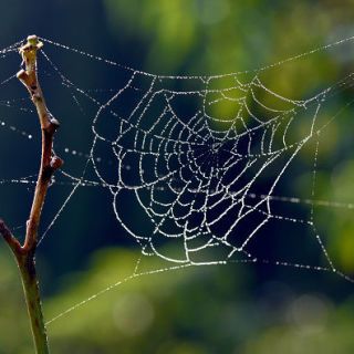 New Liquid Wire Channels the Power of Spider Silk