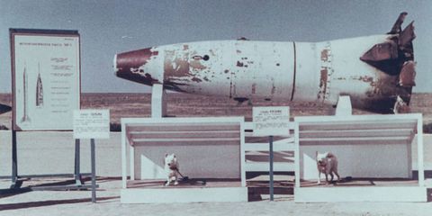 Declassified Photos Show The Soviet Union S Hero Space Dogs In Color