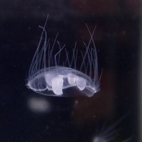 <p>Jellyfish aren't uncommon on, say, the beaches of New Jersey, but the lakes of many states in the U.S. are a much, much different story. Still, the state of Wisconsin has <a href="http://dnr.wi.gov/lakes/invasives/AISLists.aspx?species=FRESHWATER_JELLYFISH&groupBy=Species">verified multiple sightings</a> of <em>Craspedacusta sowerbii</em>, a species of freshwater jellyfish indigenous to China. </p><p>The one-inch jellyfish (or maybe hydra relative) can't cause much harm to humans, though. Their stingers are far too small to even pierce our skin. According to the <a href="http://www.nature.org/ourinitiatives/regions/northamerica/unitedstates/indiana/journeywithnature/freshwater-jellyfish.xml">Nature Conservancy</a>, the best time to see them is in August or September in calm, shallow waters. That is, if you see them at all: it's reported that in some years in the lakes they inhabit, they can be plentiful, while in other years, they are quite scarce. </p>