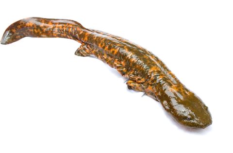 <p>It may look like a demon, but this giant salamander has a disposition more befitting its other nickname: mud puppy. They can grow more than two feet long, and live in most states east of the Mississippi outside of New England.</p><p>Life isn't always grand for the hellbender. One subspecies, the Ozark variety, has been on the decline for decades, while it's all but extinct in some areas. They tend towards rocky streams, where changes in oxygen levels can destabilize their populations easily. </p><p>It's also a bit of a living fossil. Relatives of the hellbender stretch back 160 million years, with little external evidence of evolutionary change. </p>