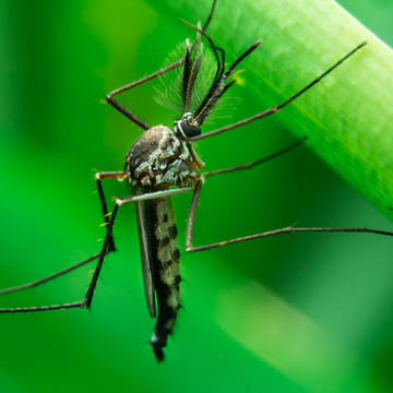 Mosquito Mosquito