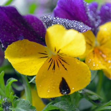 yellow-flowers.jpg yellow-flowers.jpg