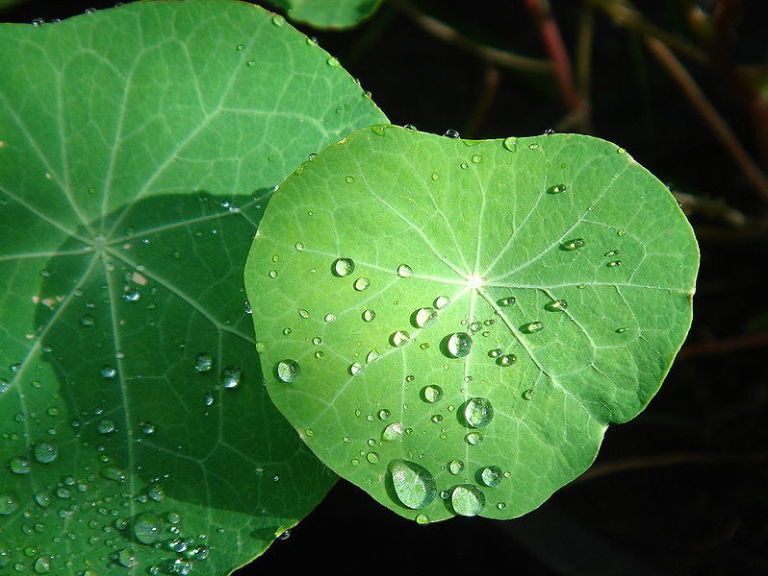 Green, Leaf, Moisture, Liquid, Drop, Annual plant, Dew, Herbaceous plant, Perennial plant, Parsley family, 