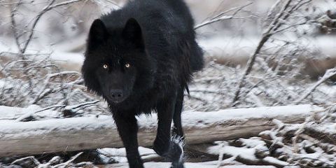 Woman and Her Dog Fend Off a Wolf for 12 Hours