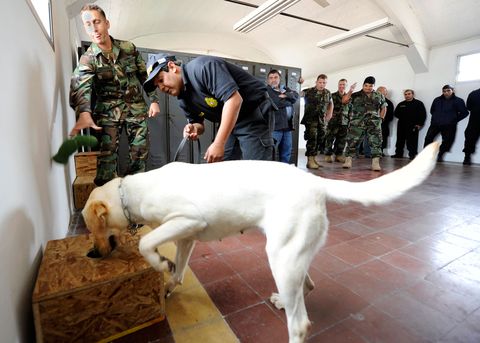 Human, Dog breed, Floor, Carnivore, Dog, Flooring, Military uniform, Service, Military person, Companion dog, 