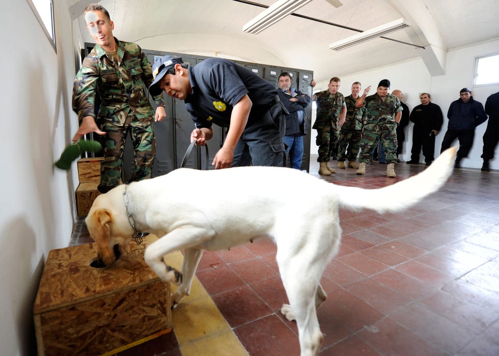 Mensch, Hunderasse, Boden, Fleischfresser, Hund, Bodenbelag, Militäruniform, Dienst, Militärperson, Begleithund, 