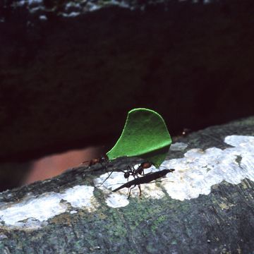 leafcutter-ant.jpg