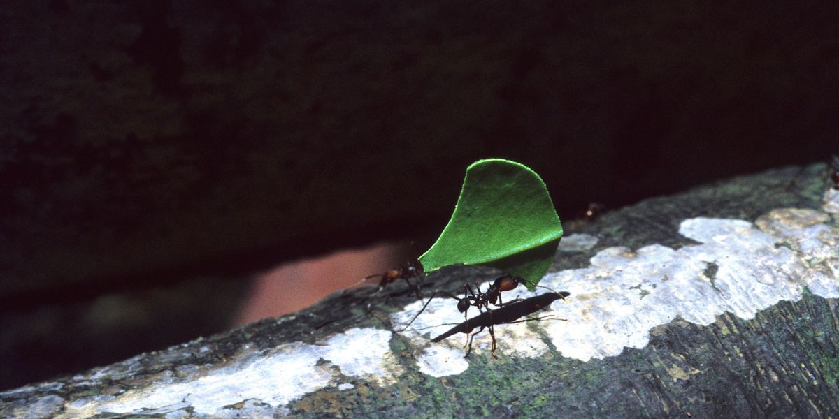 Ants Started Farming Millions Of Years Before Humans Did