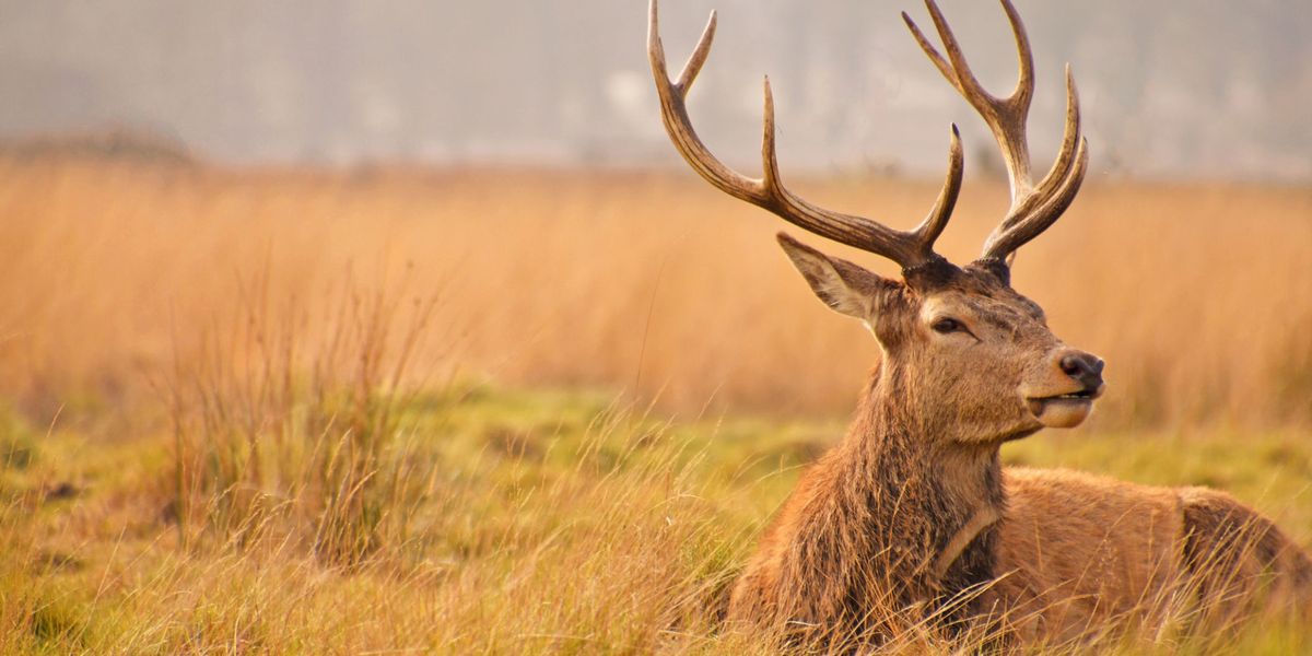 Thawed Reindeer Corpse May Have Triggered Russian Anthrax Outbreak