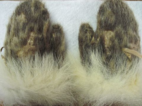 Matthew Henson's mittens