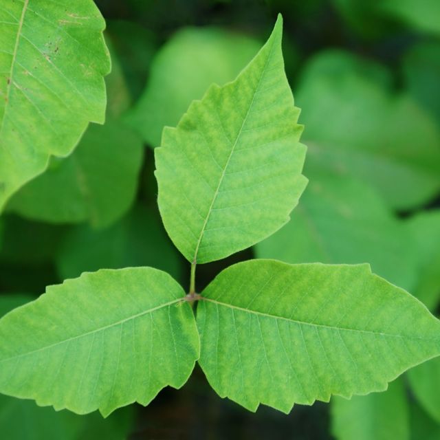 Scientists Finally Discover Exactly Why Poison Ivy Makes You Itchy