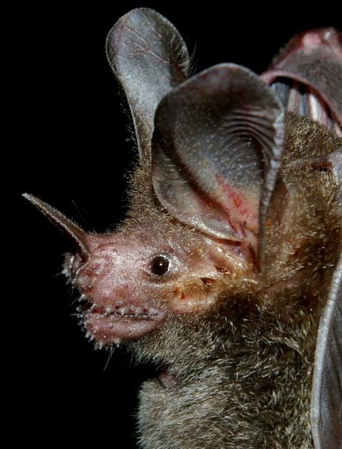 Fringe-lipped bat