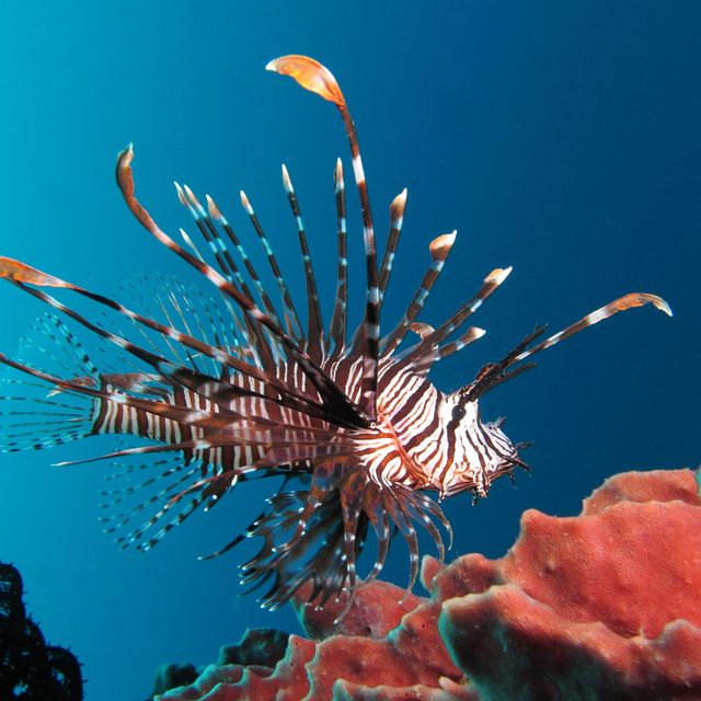 Watch A Guy Shoot Invasive Lionfish With A Glock 9mm