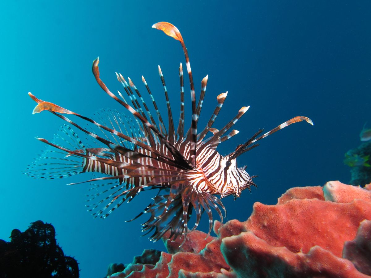 Organism, Underwater, Natural environment, lionfish, Marine invertebrates, Marine biology, Coral, Scorpionfish, Stony coral, Reef, 