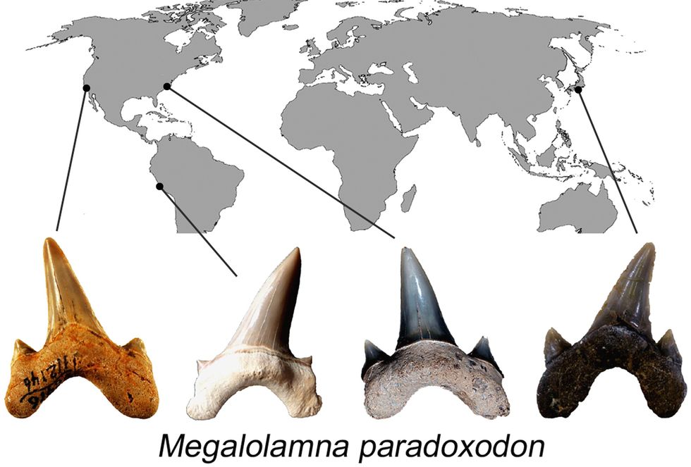 Locations of Shark Teeth