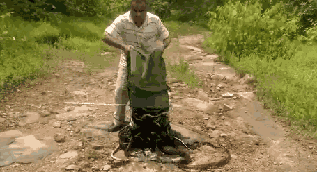 How To Casually Release Hundreds Of Snakes