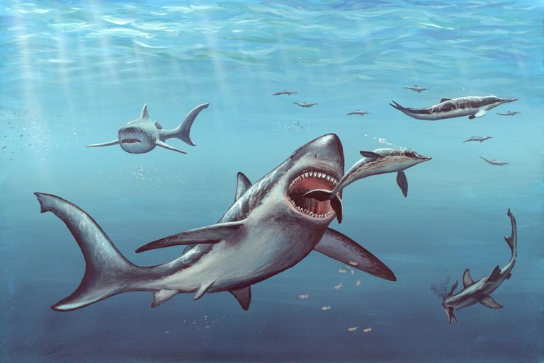 Scientists Discover New, Mysterious Prehistoric Shark